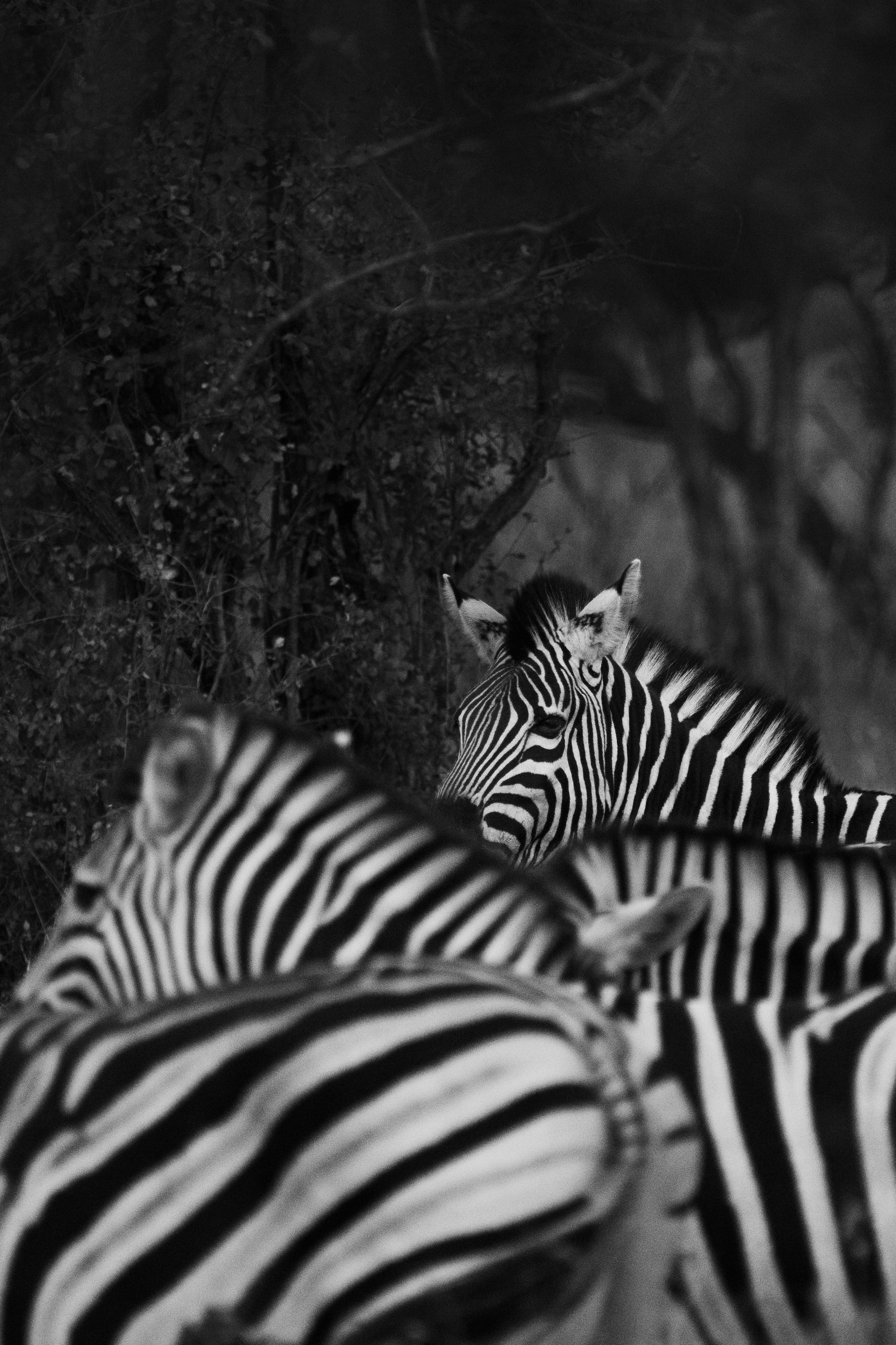 Black and White Stripes