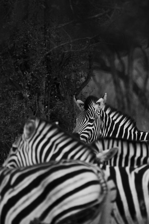 Black and White Stripes